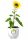 Растение с логотипом 9